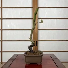 【紅葉(もみじ)】 