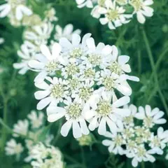 渡り鳥様 リクエスト 2点 まとめ商品