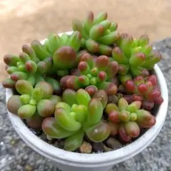 2026年最新】ルビーティント多肉の人気アイテム - メルカリ