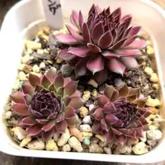 多肉植物♡センペルビウム♪子株5付き♪ブラックミニ（抜き苗） - メルカリ