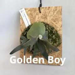 2026年最新】golden boy ビカクシダの人気アイテム - メルカリ