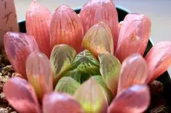 雨のち晴れ(プロフ必読お願いします)様 リクエスト 2点 まとめ商品