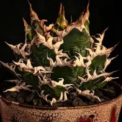 2025年最新】アガベ 子株 セットの人気アイテム - メルカリ