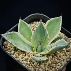 2025年最新】オリザバ アガベの人気アイテム - メルカリ