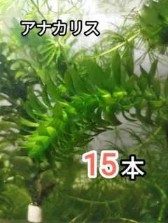 【専用ページ】天然 アナカリス、1000本【超メルカリ市価格】 2026年最新】アナカリスの人気アイテム - メルカリ