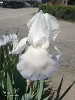 koi様 リクエスト 5点 まとめ商品