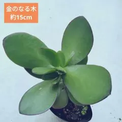 金の成る木　ガーデニング　多肉植物　観葉植物　カゲツ　フチベニベンケイ　①のサムネイル