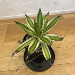 アガベ ハイブリッド 八荒雷神 曲刺八荒 陽炎強黒曲棘 特選 - メルカリ