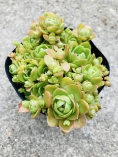 72 #多肉植物❤️アエオニウム❤️ リトルフォックス❤️19頭9cm拔き苗 リトルフォックス アエオニウム 群生 多肉植物 - メルカリ