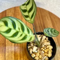 sakisaki⭐様 リクエスト 2点 まとめ商品