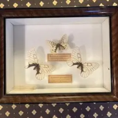 2026年最新】蝶標本 ウスバキチョウの人気アイテム - メルカリ