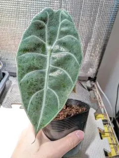 2026年最新】アロカシア ワトソニアの人気アイテム - メルカリ