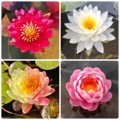 2026年最新】睡蓮 苗の人気アイテム - メルカリ