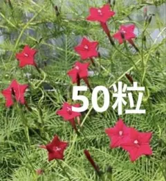夏咲福寿草 種 50粒 - メルカリ