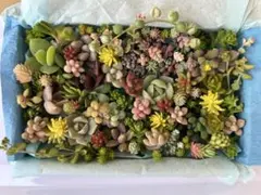 多肉植物エケベリア・セダムカット苗ちまちま寄せセット