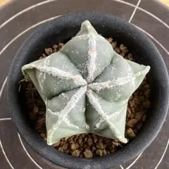 アストロフィツム・雪稜ランポー玉(抜き苗)