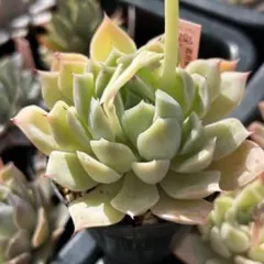 hikaru様 リクエスト 2点 まとめ商品