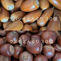 マテバシイ 30個 ＋ クヌギアベマキ 30個 どんぐりセット 木ノ実 天然素材
