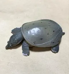 スッポンモドキ フィギュア ネイチャーテクニカラー スッポンモドキ フィギュア ネイチャーテクニカラー