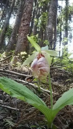 クマガイソウ 2株山野草 希少な野生ラン - メルカリ