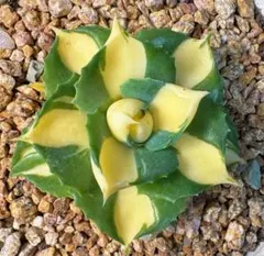 D139アガベ チタノタ 斑入り 観葉植物のサムネイル