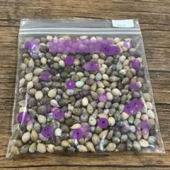 【乾燥済み】自然素材 ジュズダマ（数珠玉）ハンドメイド・工作用　50g