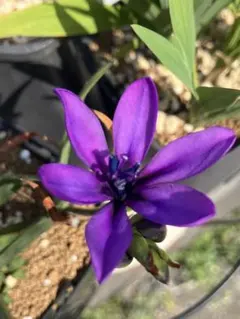 Babiana melanops 開花見込1球のサムネイル