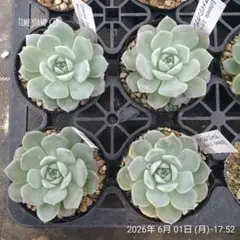 札付き】瑠衣香 錦玉園 命名株 姉妹シリーズ 多肉植物 エケベリア