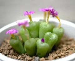 smorenskaduense ssp hermarium コノフィツムのサムネイル