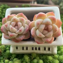 ブリリアント様 リクエスト 3点 まとめ商品