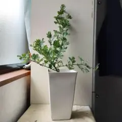 現品、アカシアの苗※銀葉ミモザ
