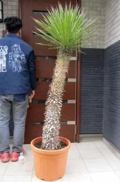 2025年最新】ユッカ フィリフェラの人気アイテム - メルカリ