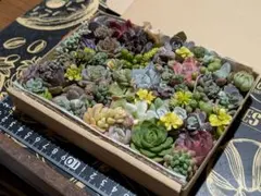 多肉植物 寄せ植え セダム・普及種・韓国苗 小さめ詰め合わせカット苗❀.*・゜