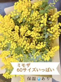 2026年最新】ミモザ フレッシュ カットの人気アイテム - メルカリ