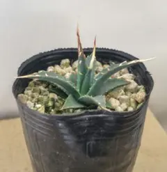 2025年最新】エボリスピナ 実生の人気アイテム - メルカリ