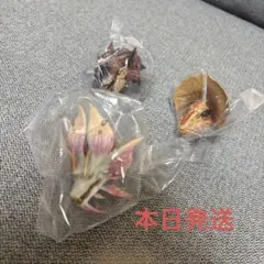 【バラ売り可】一番くじ　モンスターハンター　C賞 3体セット