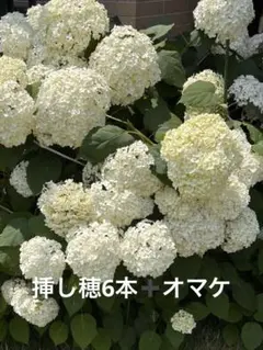 ☆第4種郵便☆【挿し穂3本(2節)】アジサイ アナベル 白 - メルカリ