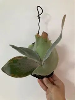 ビカクシダ(コウモリラン)グランデ 板付け 苔玉観葉植物 インテリア