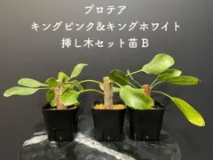 2026年最新】キングプロテア ホワイト苗の人気アイテム - メルカリ