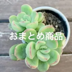 チョコ肉様 リクエスト 3点　まとめ商品