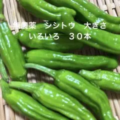 無農薬　シシトウ　大きさいろいろ　３０本　常温発送のサムネイル