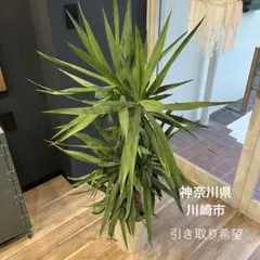 光触媒 人工観葉植物 ウォールグリーン フェイクグリーン テーブル 