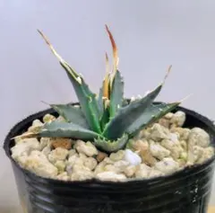 2026年最新】 アガベ ユタエンシス エボリスピナの人気アイテム - メルカリ