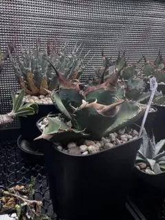 2026年最新】アカベ白犀牛の人気アイテム - メルカリ