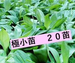 2026年最新】行者ニンニク 苗の人気アイテム - メルカリ