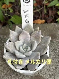 2026年最新】プリンセスパール 多肉植物の人気アイテム - メルカリ