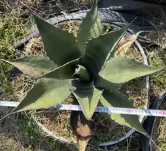 2026年最新】サルミアナの人気アイテム - メルカリ