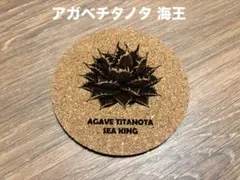 アガベ チタノタ 海王 コルクコースター