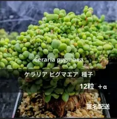 케라리아 피그마 에어씨드 자체 수확 12곡+α 6/21 ~ 사육 익명배송