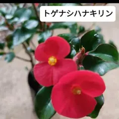 No.1【沖縄から♪】花キリン(定番の赤)♥️枝振り最高♪ - メルカリ